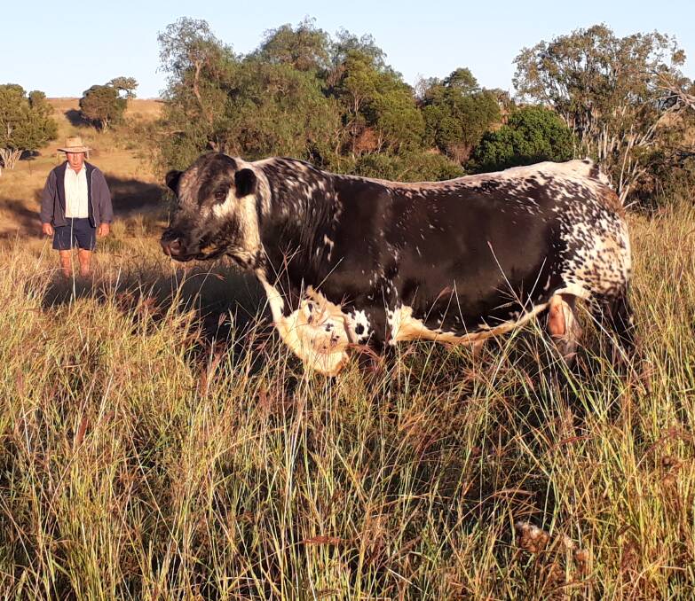 Glenvillan Pastoral's Jamie Crawford, Kingaroy, and his Speckle Park bull Moses. Moses was bought at the first Scone sale and is an example of what they chase in a bull – length, depth and width to give his calves that extra 'punch'.