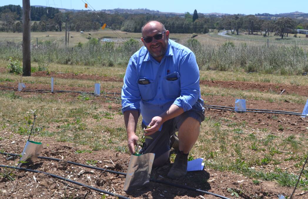 INVESTMENT: NSW DPI technical assistant Stephen Gottschall with one of the new plantings in the cider apple scion wood block at Orange. Photo: Denis Howard.