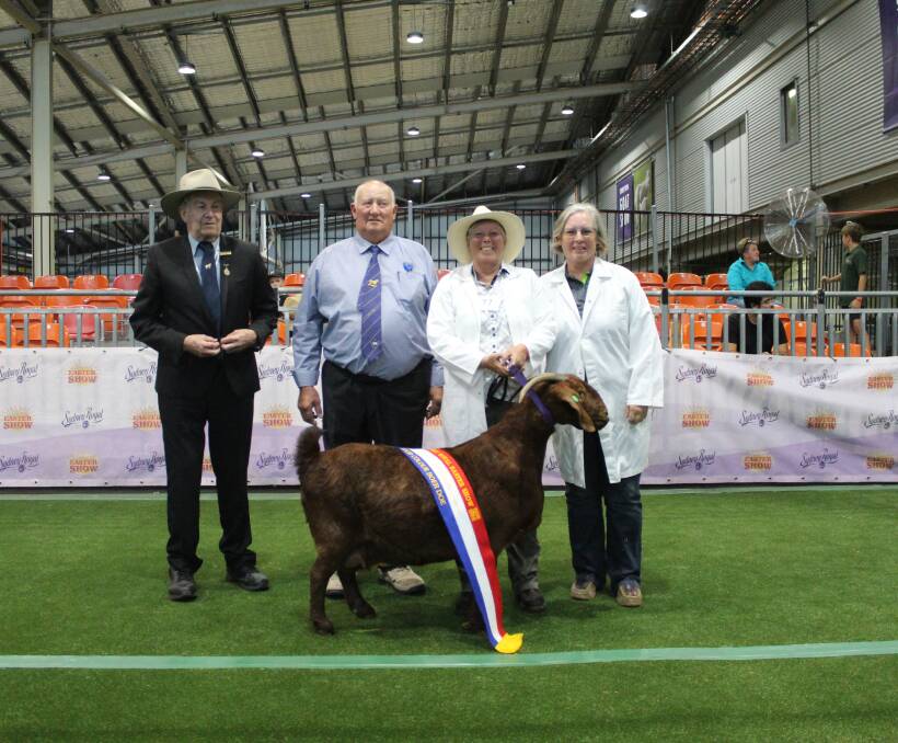SOLID RESULT: Presenting BBNRQ 19009 with Grand Champion Solid Colour Boer Doe were Ron Smith and judge Paul Ormsby with Carrington View Reds' Marlene Andrew and Lynn Wickenden. Photo: Denis Howard