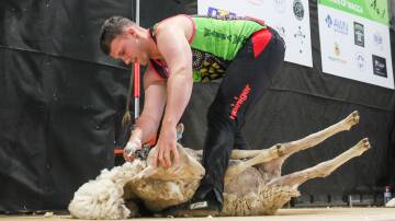 New Zealand shearer Adam Gordon came all the way from Masterton to compete at the Wagga Speed Shear on Saturday. Picture by Les Smith
