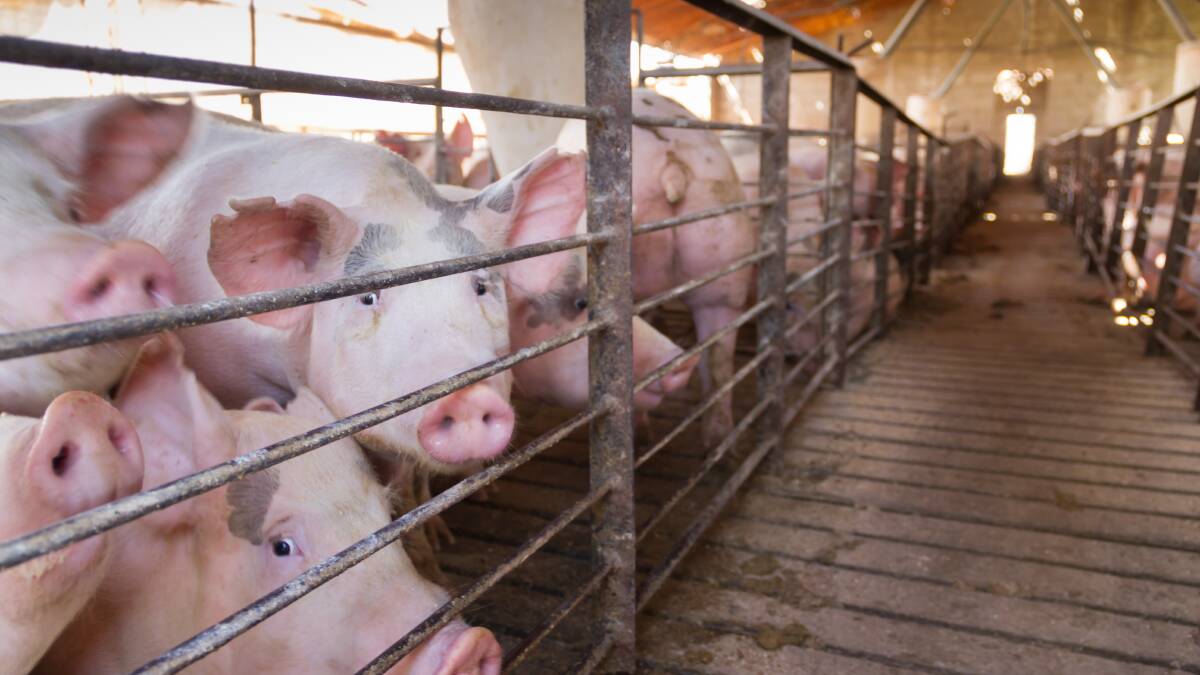 Probing researchers strike gold to stop the trots in pigs