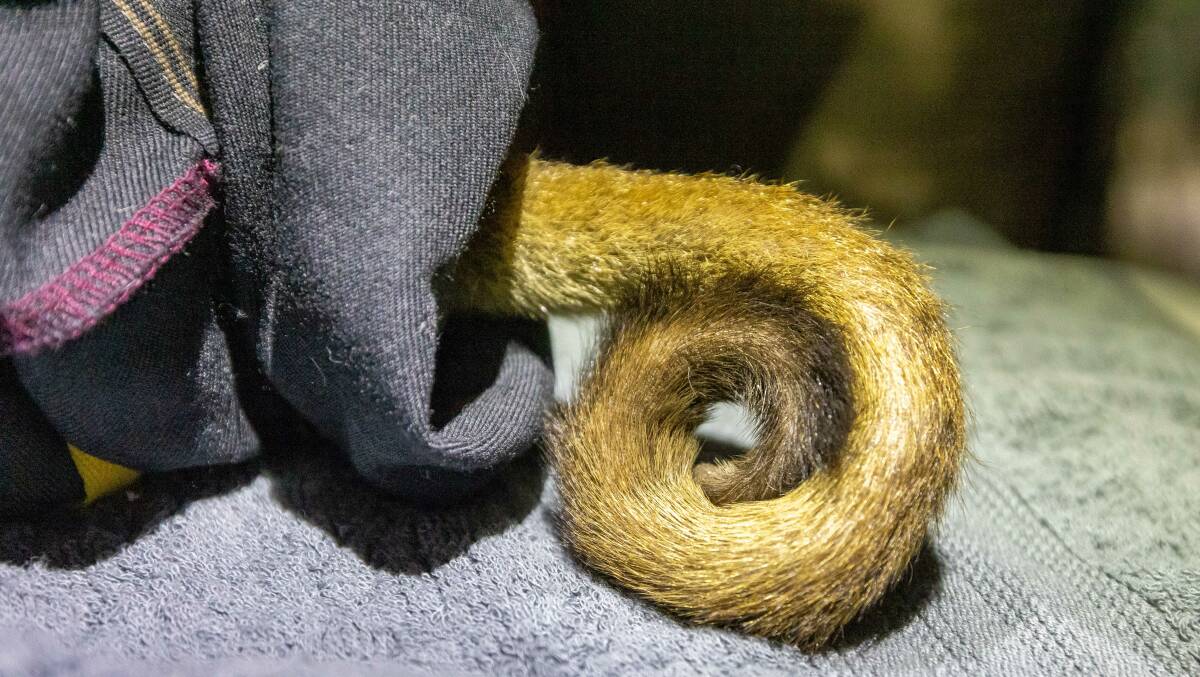 A close up of a brush-tailed bettong's tail. Photo: Brad Leue