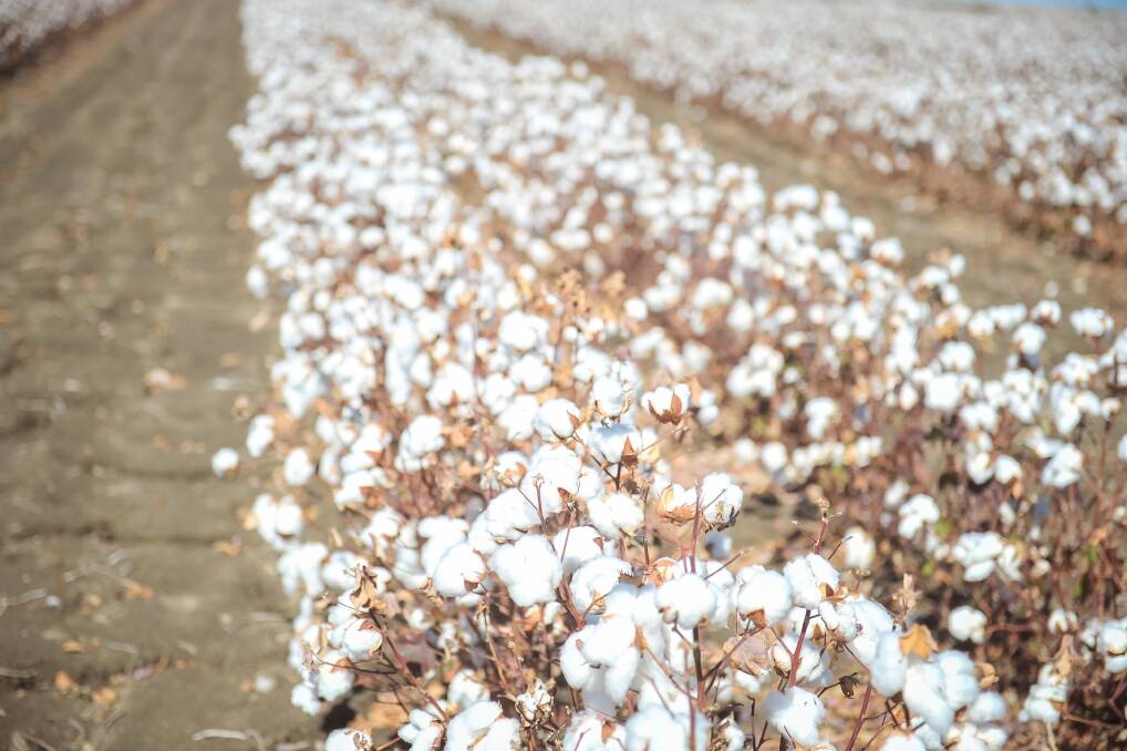 Louis Dreyfus Company made a takeover bid for Namoi Cotton last week. File picture