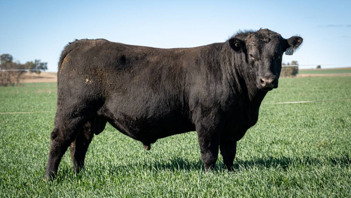 The top-priced bull, Isla Scout S68, from the Isla Angus Annual Bull Sale in Coonabarabran. Picture supplied