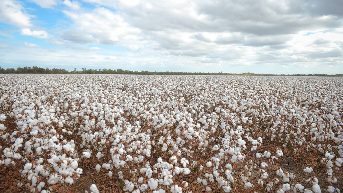 More than 1000 hectares of cotton crops have been impacted by spray drift in NSW this season. File picture