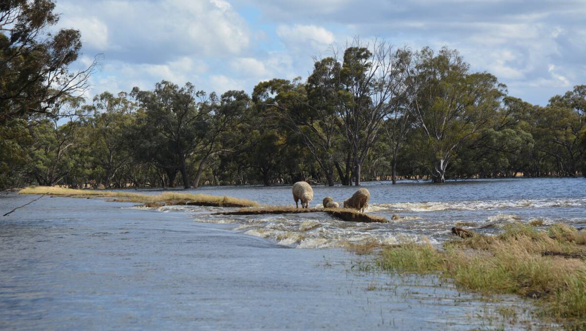 Hundreds of lambs on Louise and Andrew Burge's property did not survive being left stranded on tiny islands, as floodwaters washed over the farm near Deniliquin in November. Picture supplied