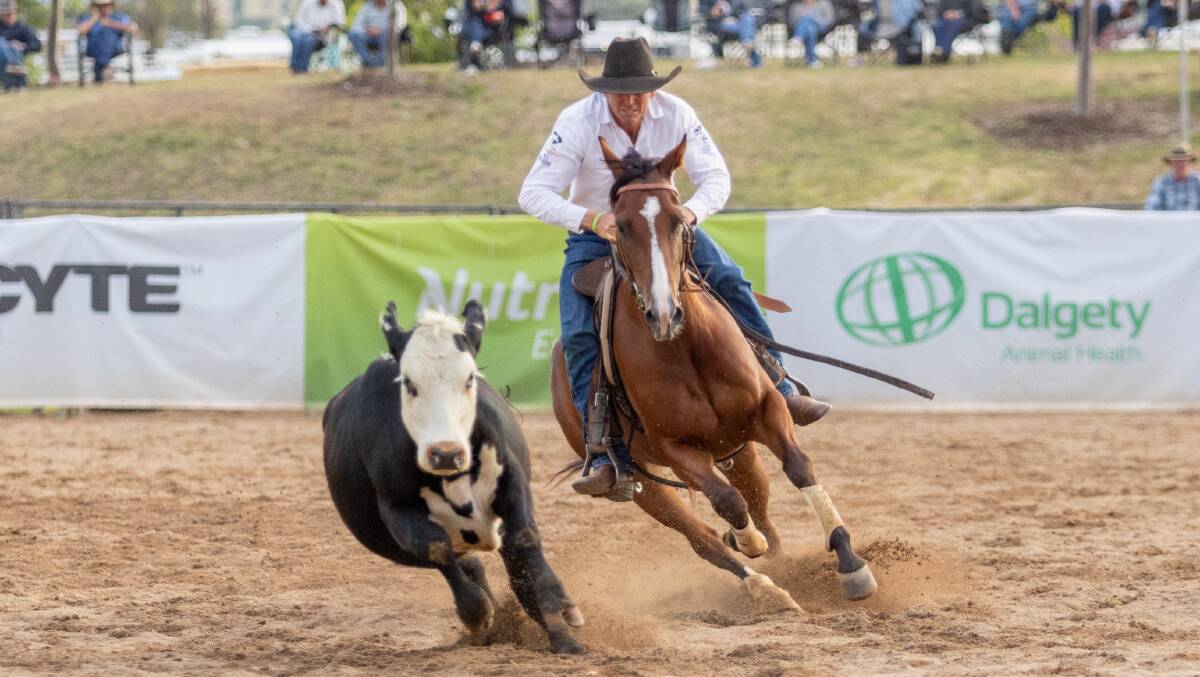 Mark Buttsworth and Hard Currency on their way to winning the Nutrien Classic Campdraft Final. Picture by Ropes N Spurs Photography and supplied by Nutrien Equine