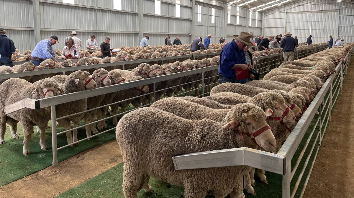 There was 500 rams on offer at the sale. Picture by Rebecca Nadge