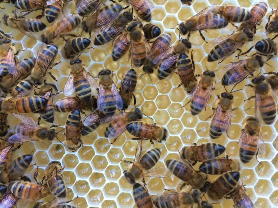The incursion of Varroa mite into NSW is the worst nightmare of the honey bee sector. Picture supplied