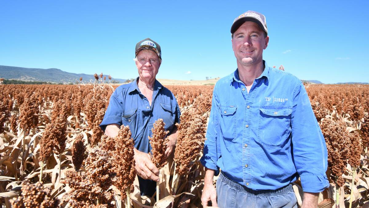 Andrew Mitchell, with his father Jim, in the award-winning crop at Tamalie Farms. Picture by Ben Jaffrey