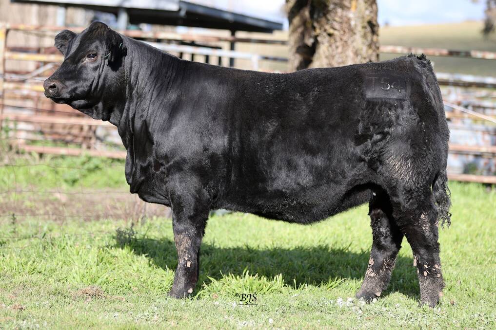 VC Lucy T054 sold to Bunyip Blacks Simmentals, Bunyip, Victoria, and Canadian Sires and Donors, Canada. Picture by BJS Livestock Photography