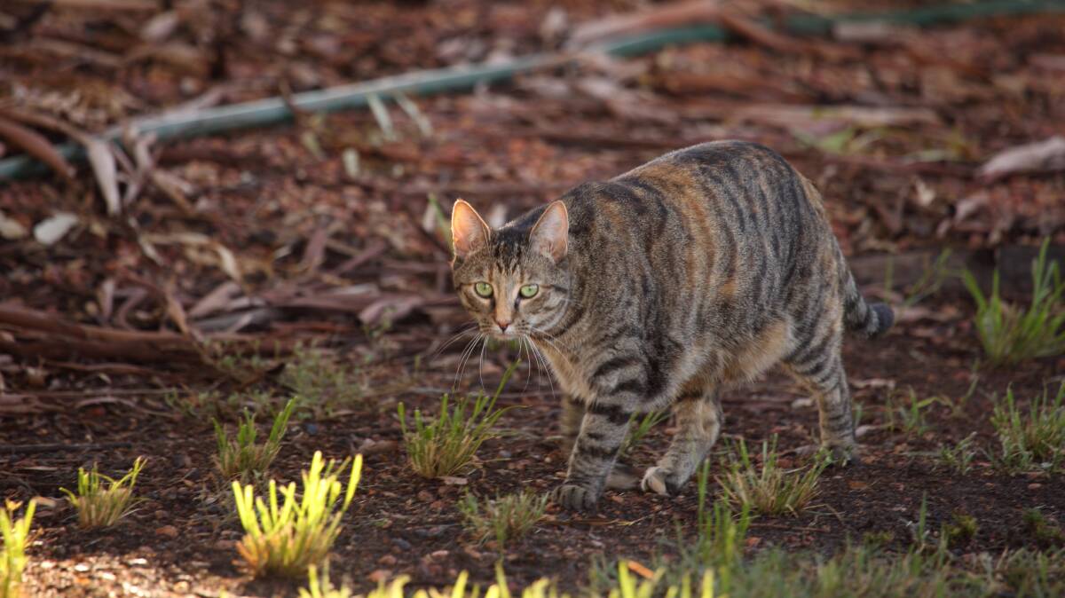 Where are the campaigns by corporates to eradicate cats from the Australian environment, asks James Jackson. Picture via Shutterstock.