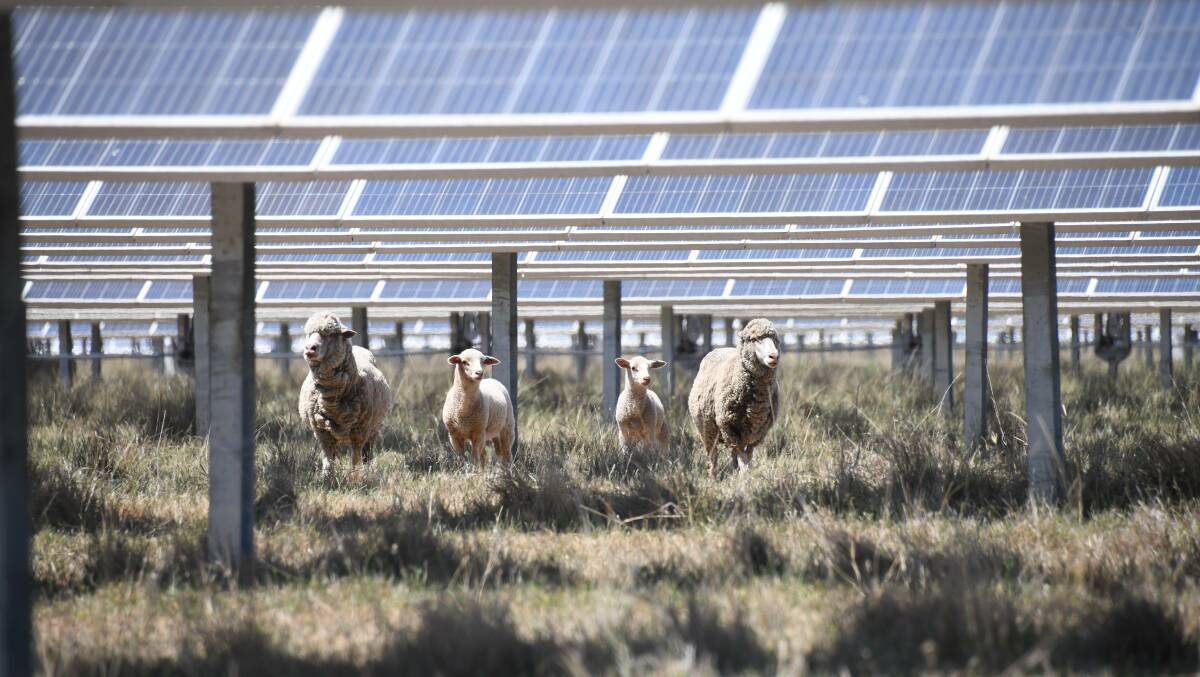 Sheep under solar panels at a solar farm in Dubbo. Picture by Amy McIntyre.