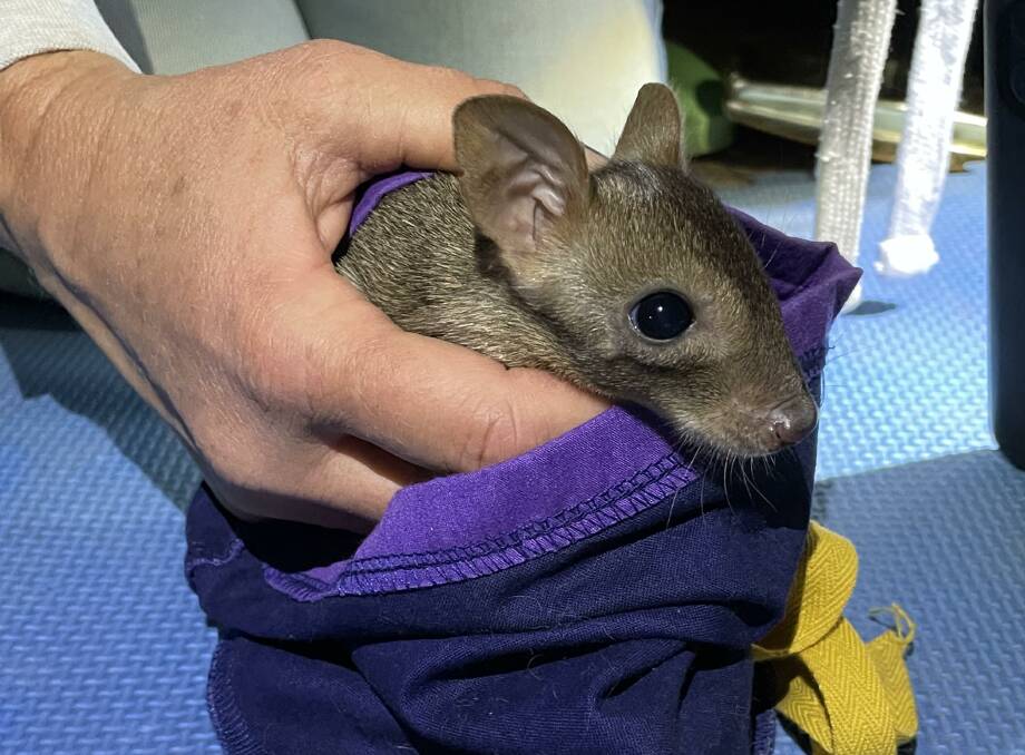 The baby bettong has been named Bella by the ecologists who made the discovery during the first survey of the new population. Photo: AWC