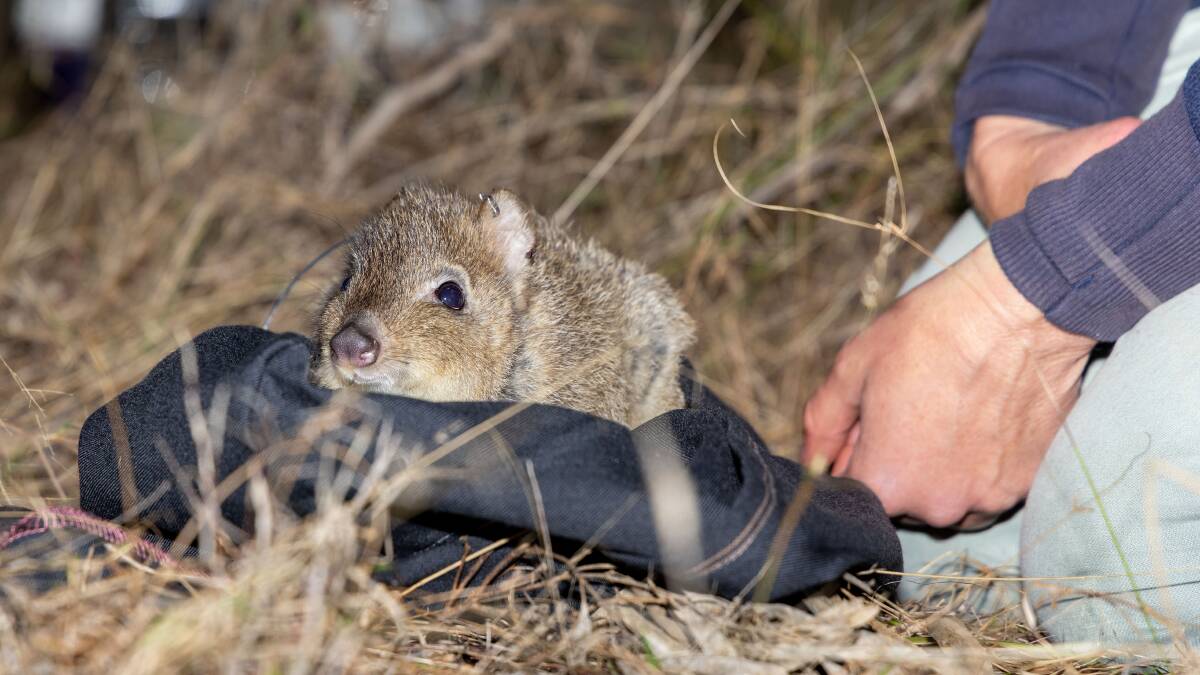 A brush-tailed bettong is released into the Pilliga in 2022. Photo: Brad Leue