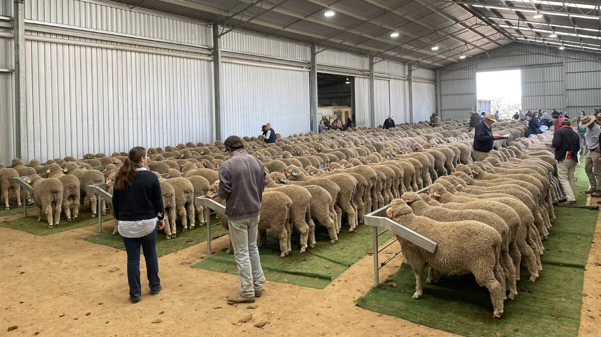 Kerin Poll Merino cleared all their rams on offer at the stud's annual sale. Picture by Rebecca Nadge