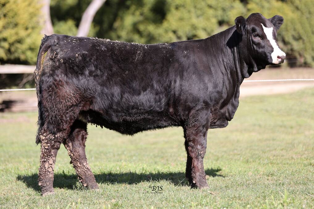VC Strike T050 was purchased by Blue Gene Cattle Company, Parkville, near Scone. Picture by BJS Livestock Photography
