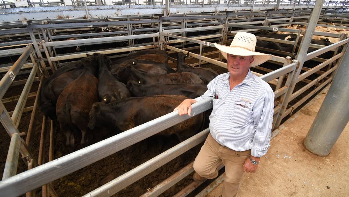 Phillip Hetherington, Garvin and Cousens, Tamworth, with David and Frank Webeck's pen of Angus-cross steers which sold for $1330 a head at Tamworth last Friday. Picture by Ben Jaffrey.
