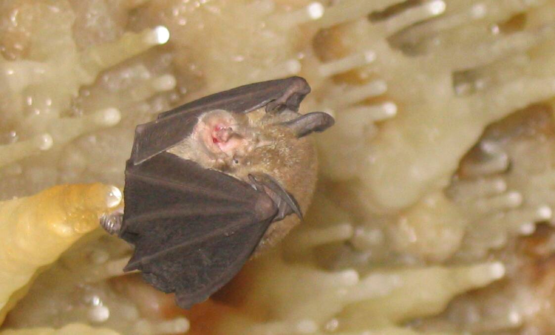 A Horseshoe Bat hanging out at the Cliefden Caves.  Photo: Jenny Whitby