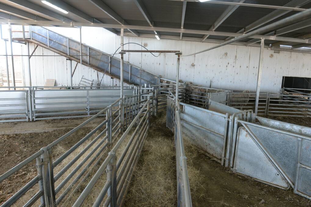 The four way split system - right to a three-way draft, straight for drenching, up for shearing and left for scanning. 