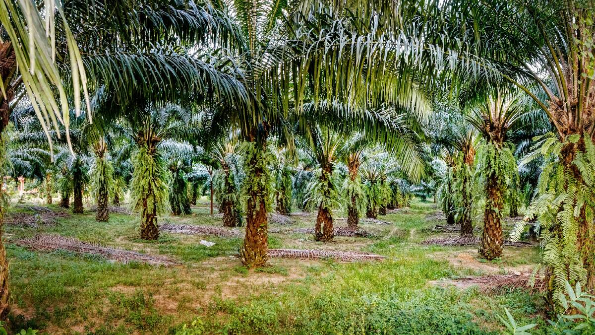 A proposal to alter the EU’s overarching renewable energy policy has been announced, which would phase-out palm oil as a biodiesel feedstock by 2021, due to production sustainability concerns. 