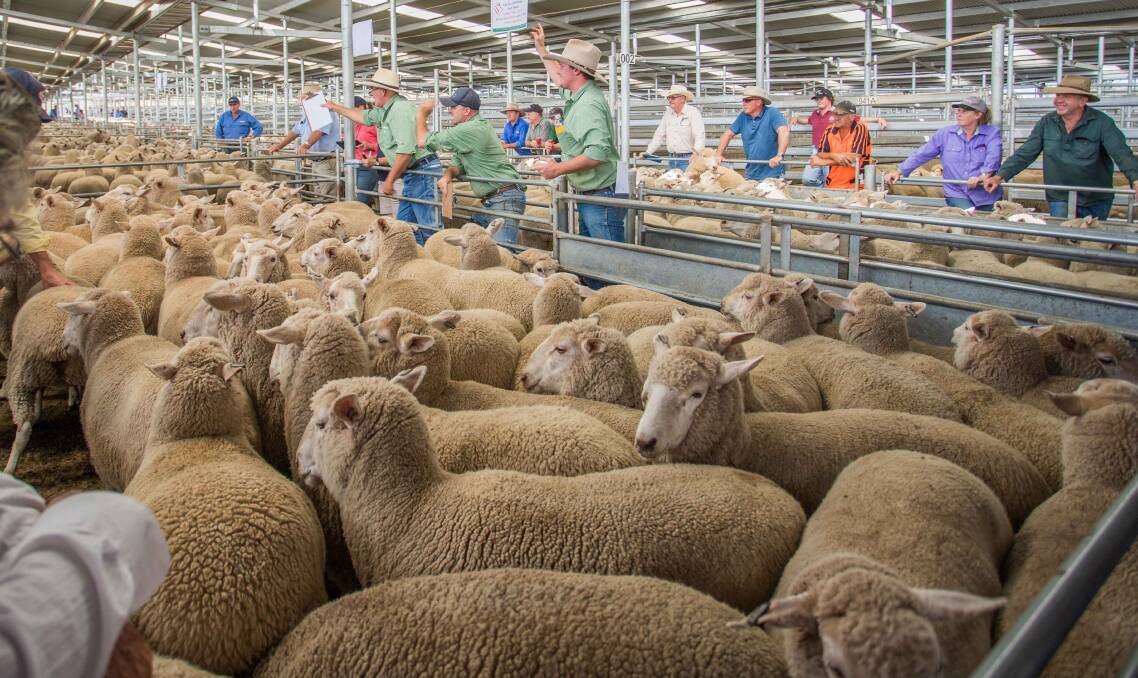 S. and G. Romer, Sunsbury Pastoral Company, Crookwell, sold October/November 2016 drop, September-shorn first-cross ewes for $294/head. 