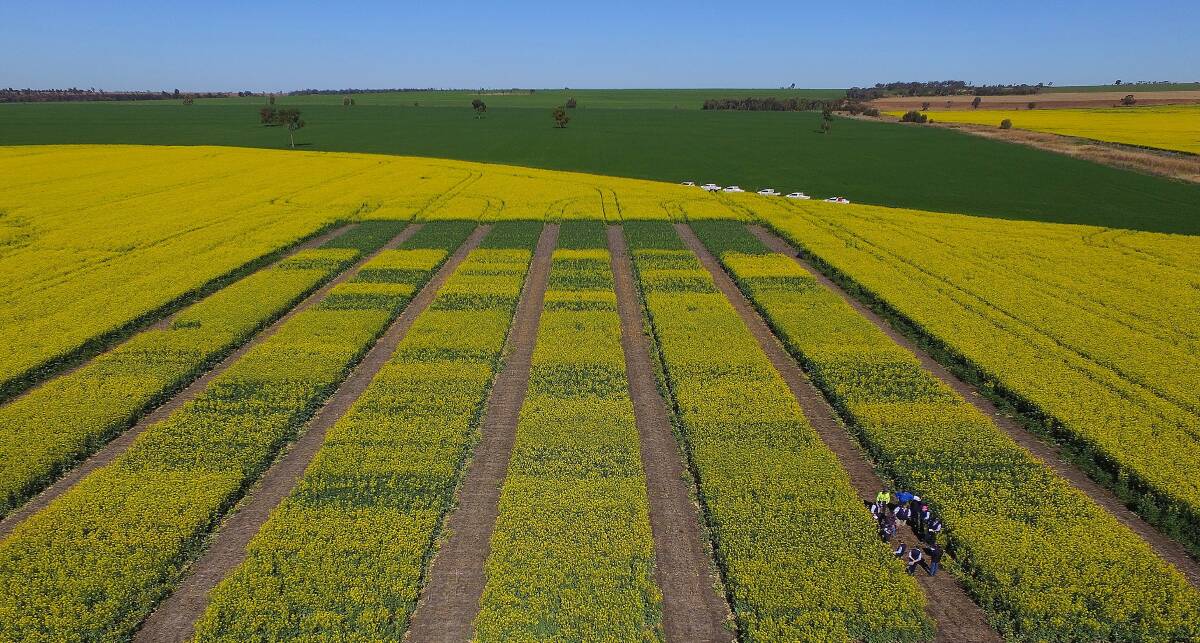 The same hybrid lineup was setup across each trial site in WA, Victoria, SA and NSW,  testing how individual hybrids work and perform across a national level.