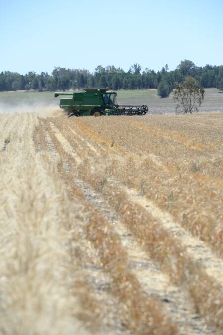 Newcastle sorghum bids fell by $17 a tonne to $254/t port on expectations that the upcoming crop is likely to be huge. 