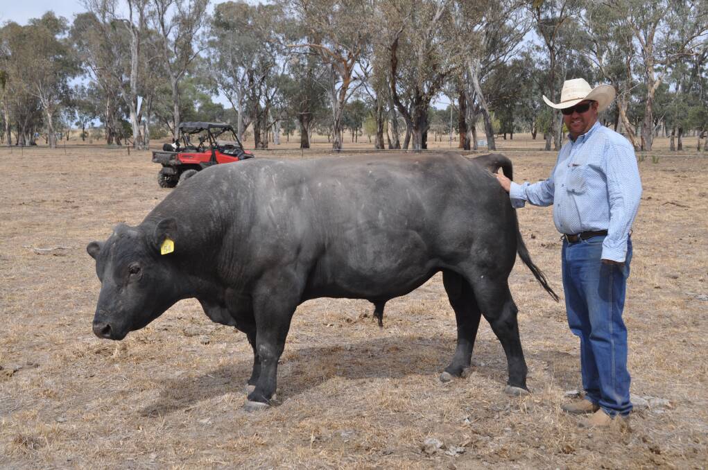 James Morse, "Wongalee", Molong, with his Wombramurra Black Simmental bull. James says the feedback available from the trial is invaluable. 
