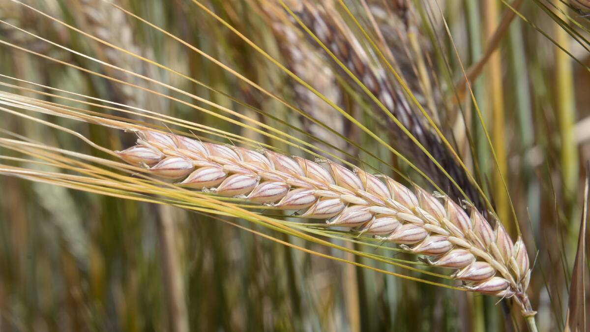 Saudi Arabia imported 9 million tonne of barley last season.