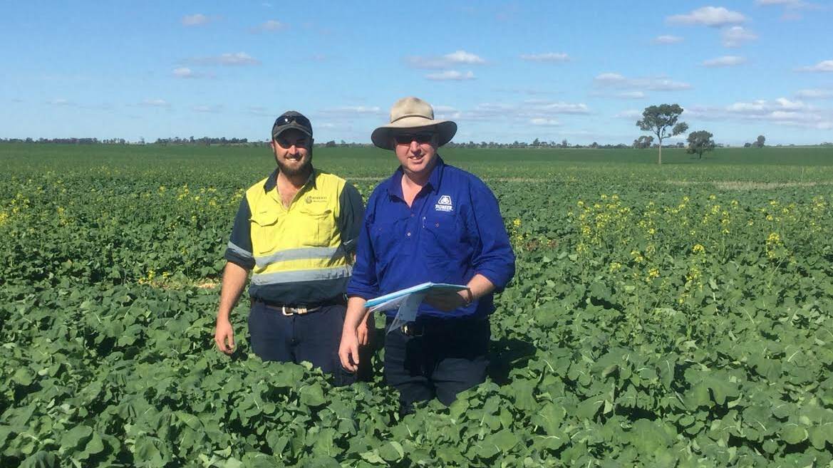Andrew Powne, manager at Boolavilla checking on the STRIKE trial progress with Pioneer’s area manager for Northern NSW and the Liverpool Plains, Sam Gall. 