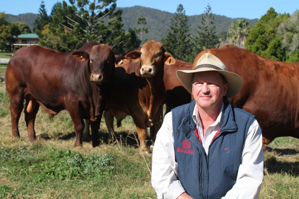 Droughtmaster National sale committee chairman Nick Hughes, Farogan Valley Droughtmasters, Upper Kandanga via Gympie with some of his sale DN bulls.

