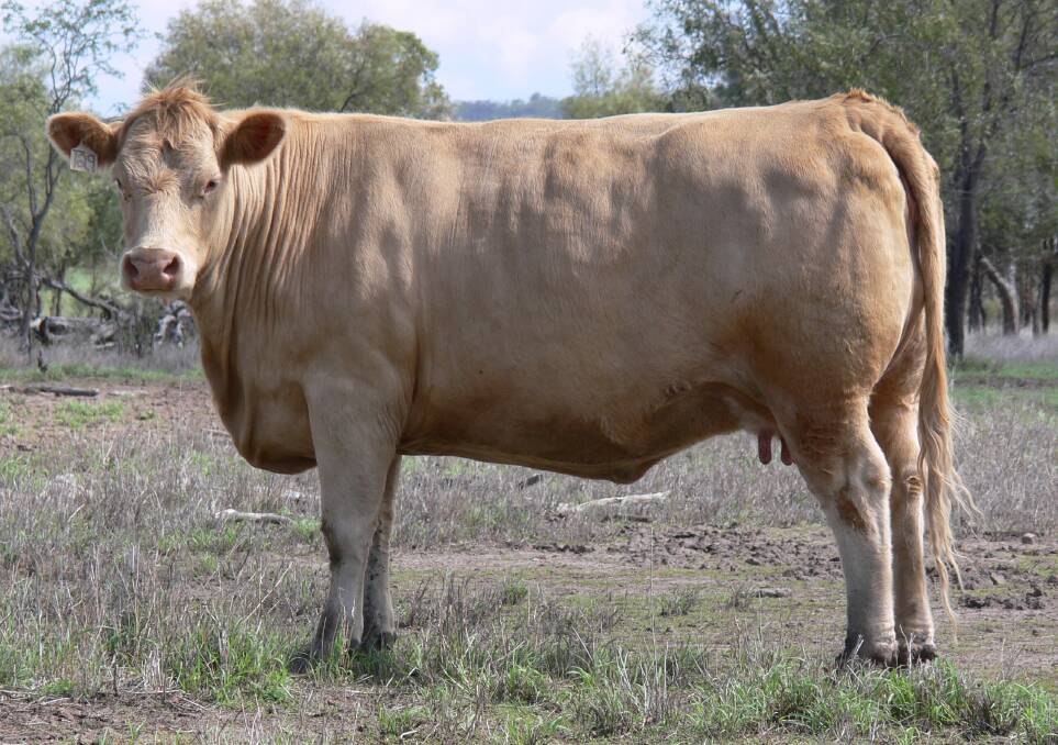 A Herd Matriarch, Gunnadoo Loanie GN1T29E, used extensively as a herd donor cow to build the Noller Charolais herd in the mid 2000s.