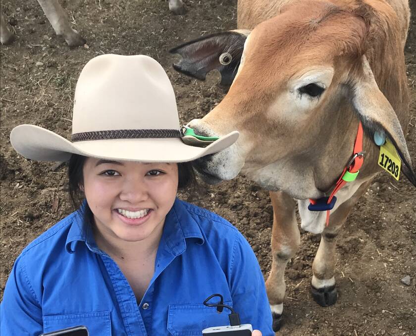 CQUniversity research higher degree candidate Anita Chang's research is designed to better understand the causes of calf loss in order to support the industry’s push to develop an early intervention alert system for graziers.