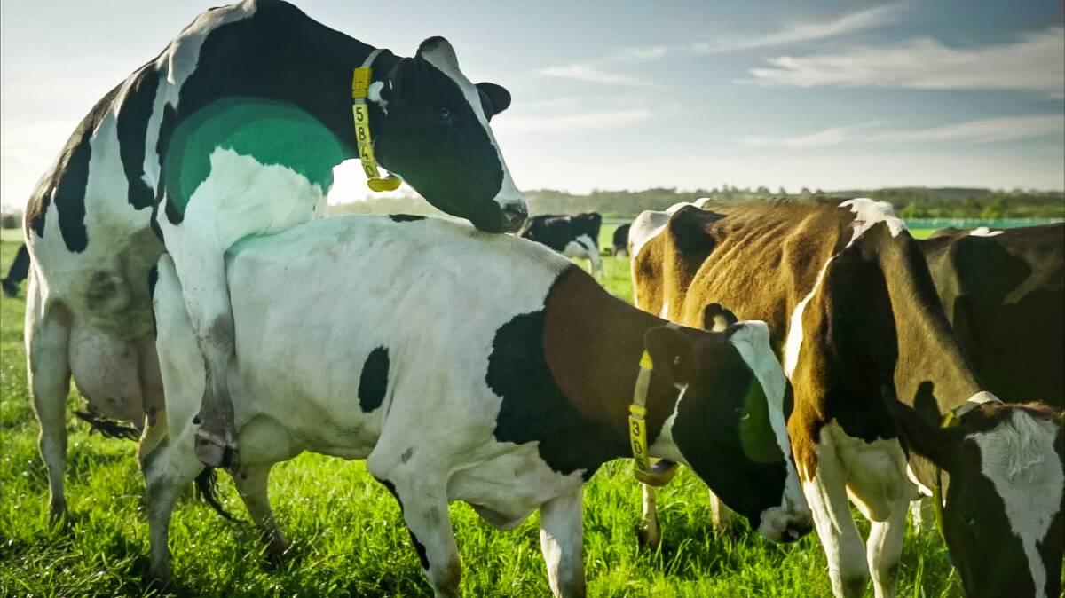 Pasture-based systems to profit from sensor technology