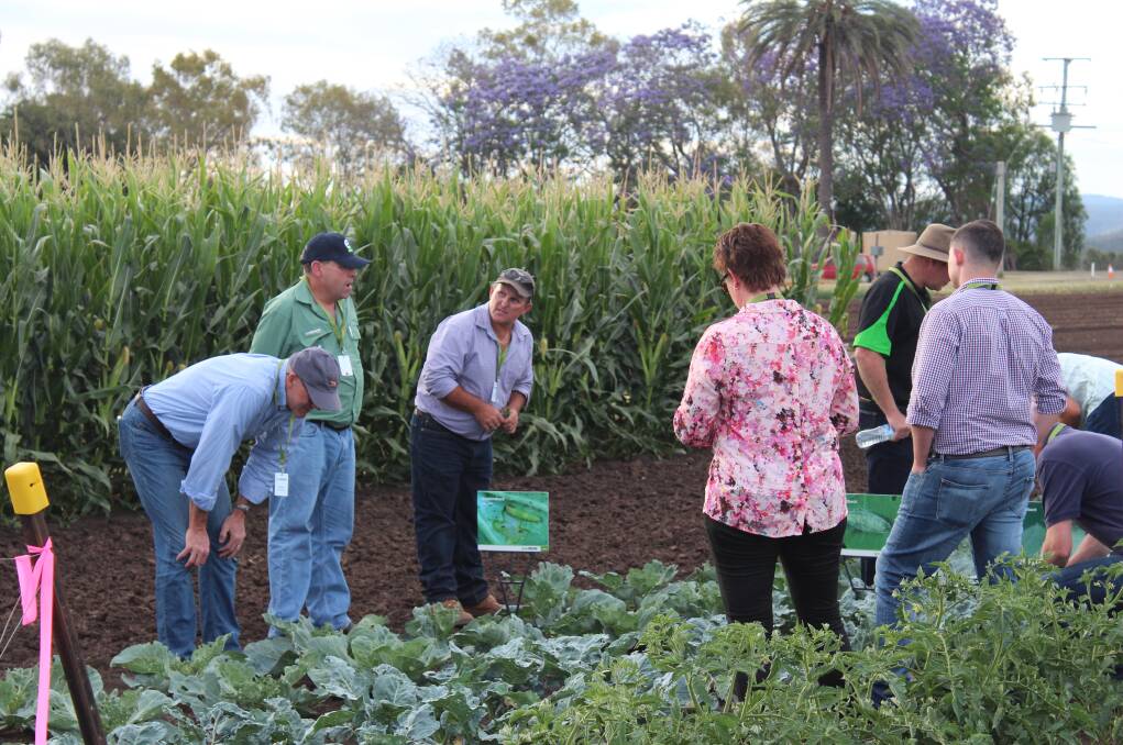 Syngenta-invited representatives from the horticulture industry take part in field walks at their GrowMore event at the Gatton Research Facility.  