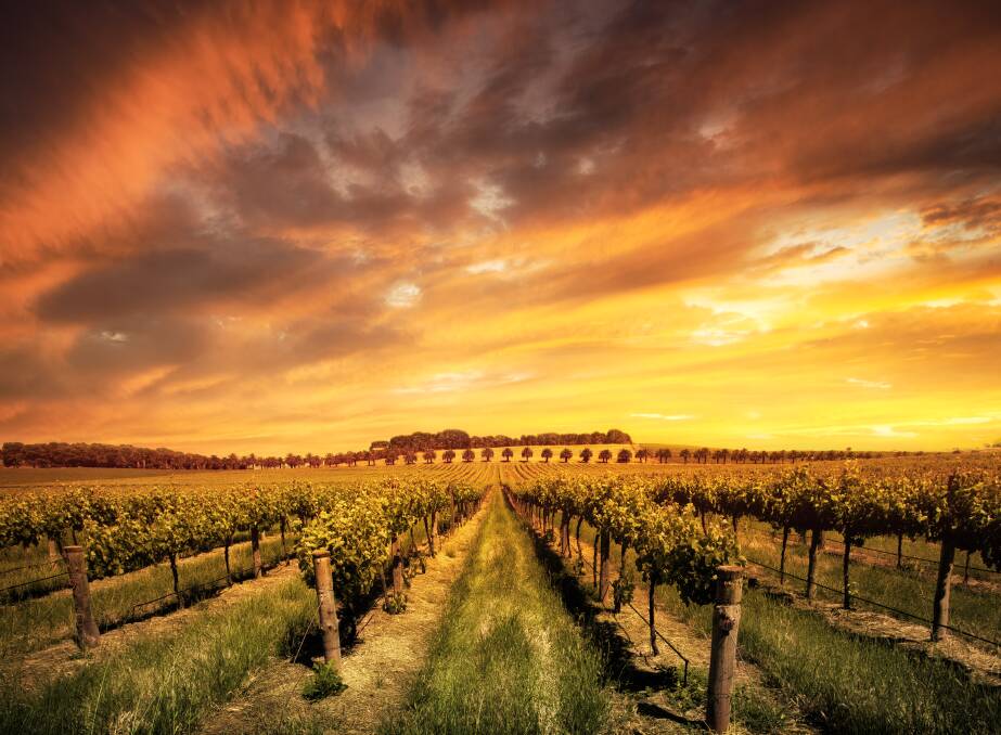 Enjoy the wine of some of South Australia's premier wineries. Picture Shutterstock