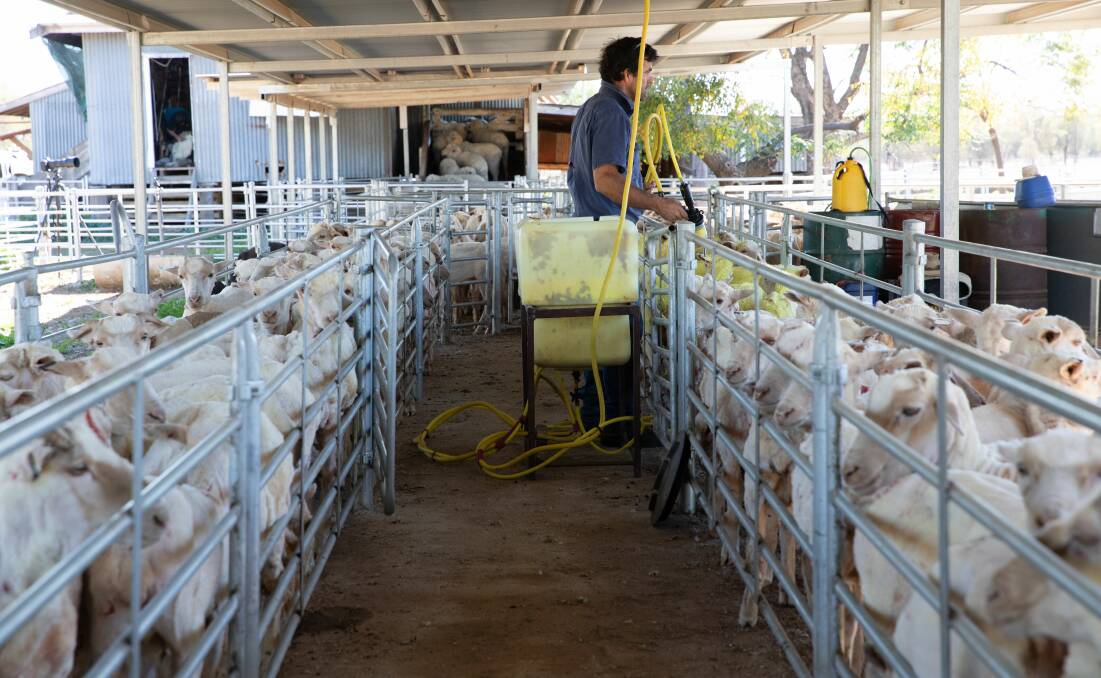 SAFETY FIRST: Safety for personnel and livestock are paramount in the Atlex Stockyards designs.