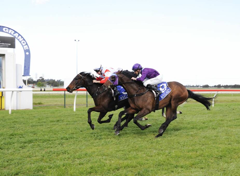 SECOND GO: Dream Lane (white and red) is ready to peak in Hawkesbury’s Provincial Championships qualifer on Thursday. Pic: Bradley Photographers.