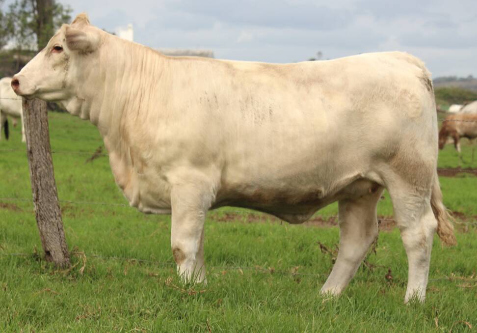 Twelve month old show prospect heifer GLE P120E. She sells on  April 18 as part of the Glenlea drought buster sale.