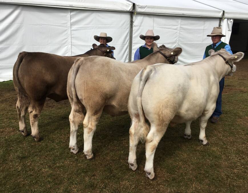 Thomas Foods International winning team of three at the 2016 Adelaide Royal Show were all exhibited by Glenliam Farm Murray Greys. Handlers (L-R) Annika Whale, Nicole Muller and Bryce Whale. 