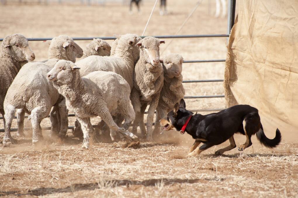 Selecting The Right Working Dog Food | The Land | Nsw