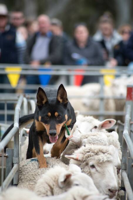 Top dog: Kelpie Whiskey, two years eight months, was sold for a top $15,000. Picture: Tash Franko