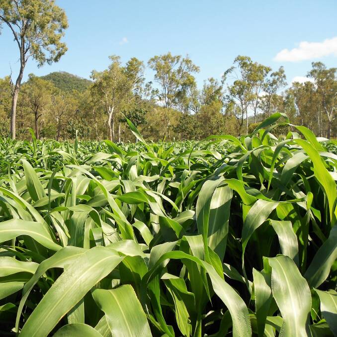 A NSW Mid-North livestock producer, Steve Calleja, has reported good results with a trial sowing of a new forage sorghum, SweetAs from S&W Seed Company.     