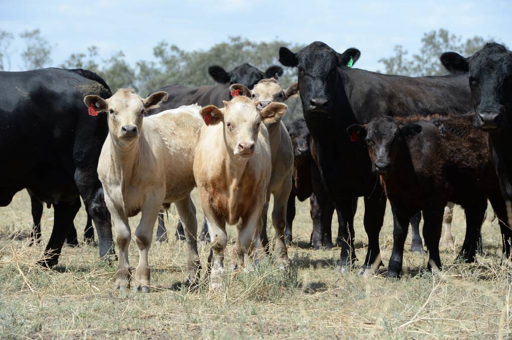 UNWANTED RECORD: Australia continues to liquidate its cattle breeding herd because of drought which will limited export beef sales when the rains come again. 