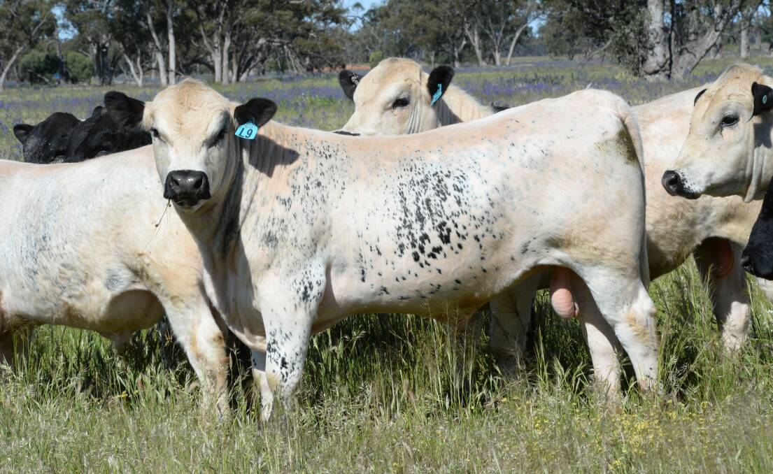 The Speckle Park breed has been in Australia for 10 years. 