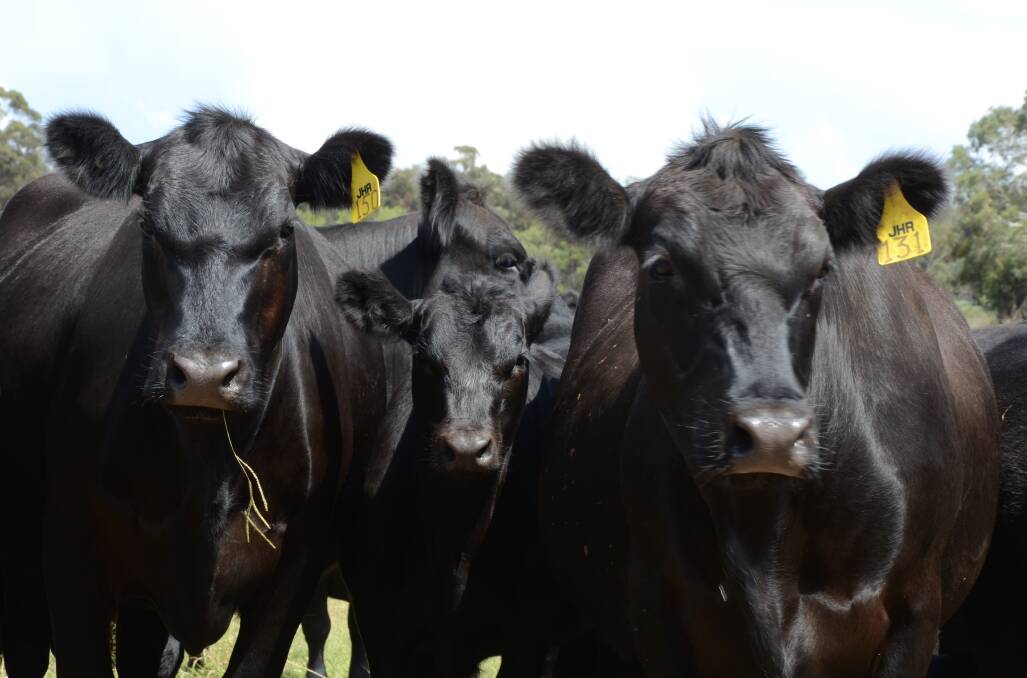 Angus producers have the opportunity via an online survey to shape the future breeding direction of Angus cattle.   