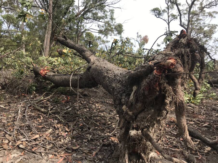 TIMBER!: One of the trees uprooted during the "rehabilitation" of a fire trail near Kurraong Heights. 