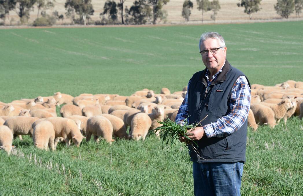 Neil Munro, M.W. Munro and Sons, Coolamon, with 700 second-cross lambs which have been weaned onto a wheat crop. Pictures by RACHAEL WEBB.  