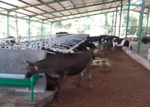 THE RIGHT WAY: Wellard said the imported dairy cattle in the picture above are being managed and fed properly in Sri Lanka.  